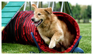 Dog Agility