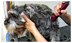 Dog Grooming