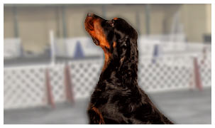 Obedience Competition