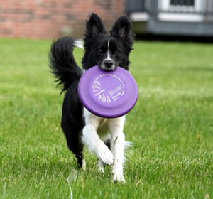 disc dog