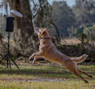 Disc Dog Jumping