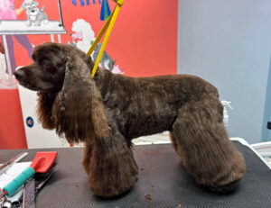 groomed dog