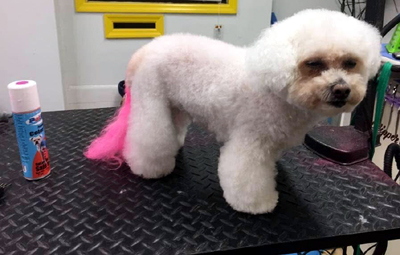 Pawsitive-Grooming-3