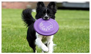 disc-dog-home-page