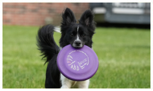 Disc Dog